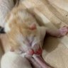 Profilbild von gatita doida 🅰️