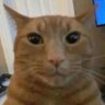 Peepo🌙 profil fotoğrafı