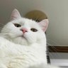 Cook1e's profile picture