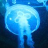 jellynotjelly profil fotoğrafı