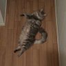 こが profil fotoğrafı