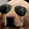 SatoshiSamurai9's profile picture