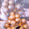 Salak Madu 的头像