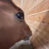Rattus's profile picture