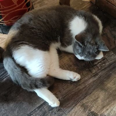 Liuli20314's profile picture