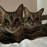 Фото профиля スキスキネコチャン