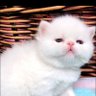 mie's profile picture