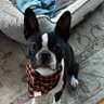 RemyTheBoston profil fotoğrafı