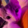 Profilbild von Maia 🏳️‍⚧️