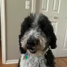 pvppoodle 的头像