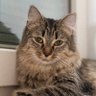 Фото профиля Gatinsh