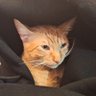 Saaad_nj profil fotoğrafı