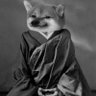 Zazen Fella profil fotoğrafı