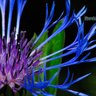 Marilyn Northrup 的头像