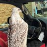 جحدري 🫡 的头像