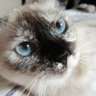 REGINA MENDES profil fotoğrafı