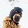 Nostranonymous profil fotoğrafı