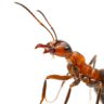 Ant-i profil fotoğrafı