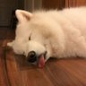 pompam's profile picture