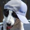 Nik-Dawg🇺🇲's profile picture