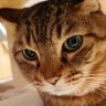 勇気-まさき-ぶたさん-'s profile picture