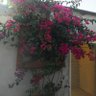 Aiyad Aiyad profil fotoğrafı