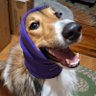 Royal Terrier 🐕🦺's profile picture