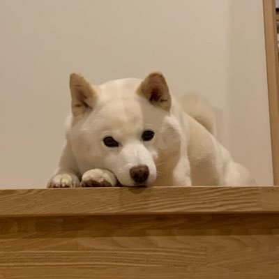 小豆's profile picture