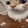 tilinaso78 的头像