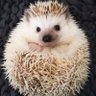 Renae Michela profil fotoğrafı