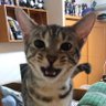 仮眠スキ's profile picture