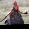 Shute's profile picture