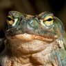 Фото профиля Blind Frog 🐸