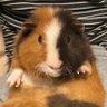 みつ 的头像