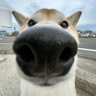 Profilbild von Kriswillwin