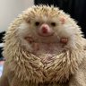 ヤクマル 的头像