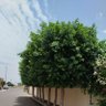 اجمل حبيب الروح profil fotoğrafı