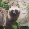 ヨーヨー's profile picture