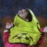 Mocadors a l'estadi's profile picture