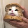 Profilbild von 鹤鹤的树洞