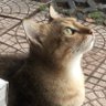 Wet Cat's profile picture