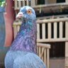 anton's profile picture