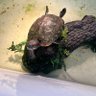 pet supply seller's profile picture