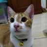 akatsoki1 🇮🇩 profil fotoğrafı