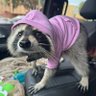 Фото профиля Raccoon.