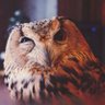 SowaBezOka profil fotoğrafı