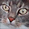 Profilbild von koolkatz