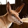 Rafael Hirschbulle profil fotoğrafı