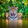 Balam Protección Ambiente profil fotoğrafı