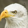 Bob Pad profil fotoğrafı